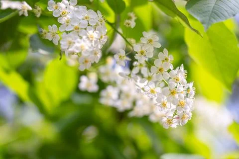 Blossoming tree Stock Photos