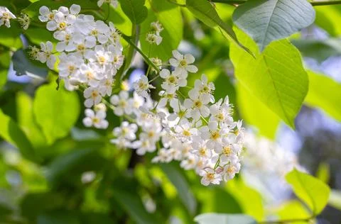 Blossoming tree Stock Photos