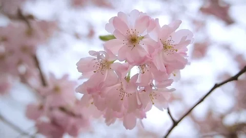 Blossoming tree. Pink tree flowers. Stock Footage 99058959