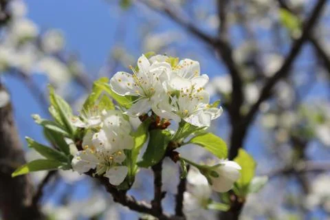 Blossoming tree of plum Stock Photos