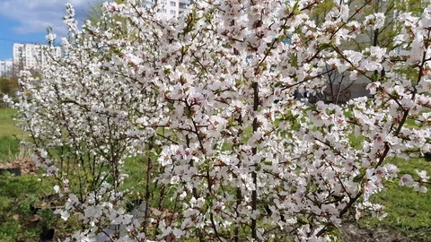 Blossoming tree in spring Stock Footage 88712431