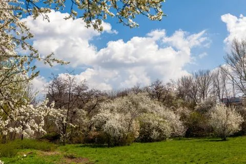 Blossoming tree in spring frame Stock Photos