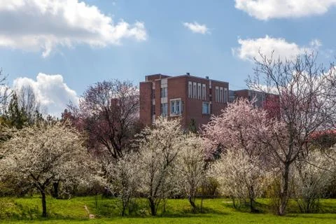 Blossoming tree in spring frame Stock Photos