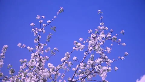 Blossoming Tree in Spring Garden and Blue Sky Stock Footage 151047142