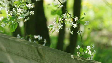Blossoming Tree in Spring Garden Video stock 151305810