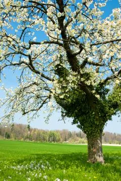 Blossoming tree in spring Stock Photos