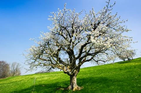 Blossoming tree in spring Foto stock