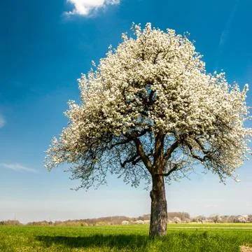Blossoming tree in spring Stockfoto's