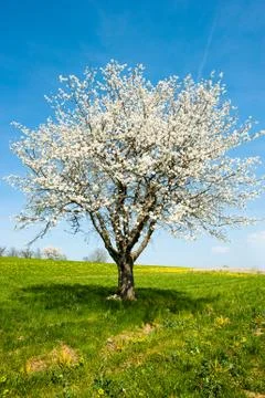 Blossoming tree in spring Stock Photos