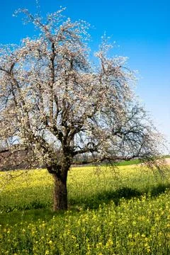 Blossoming tree in spring Foto stock