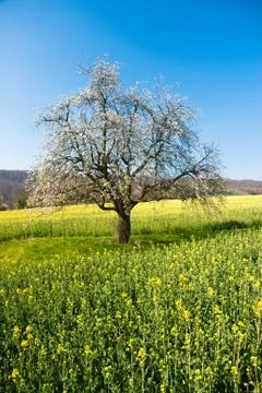 Blossoming tree in spring Stockfoto's