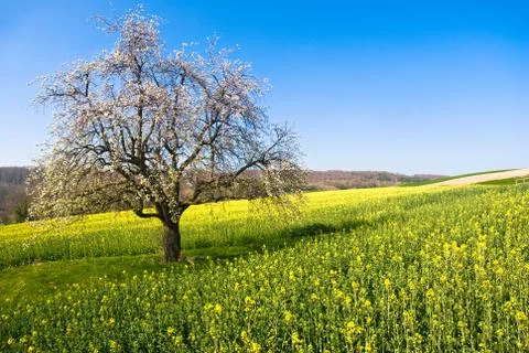 Blossoming tree in spring Foto stock