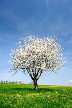 Blossoming tree in spring Stock Photos