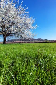 Blossoming tree in spring. Stock Photos
