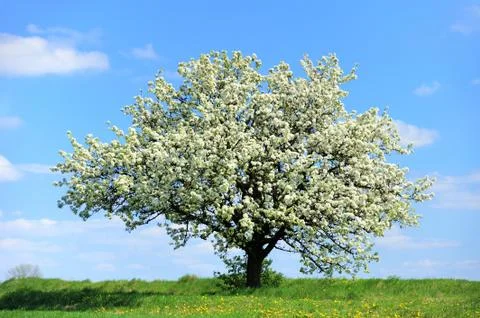Blossoming tree in spring 写真素材