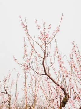 Blossoming tree in spring. Stock Photos