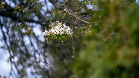 A blossoming tree in spring Stock Photos