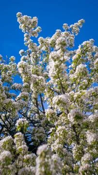 A blossoming tree in spring Foto stock