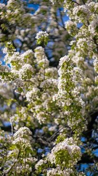 A blossoming tree in spring Stock Photos