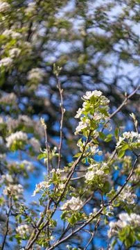 A blossoming tree in spring Stock Photos