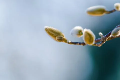 Blossoming Tree in Spring. Spring time in nature Foto stock