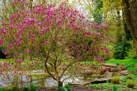 Blossoming Tree in Spring. Spring time in nature Stock Photos