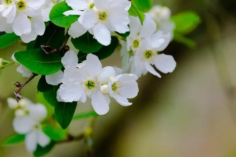 Blossoming Tree in Spring. Spring time in nature Stock Photos
