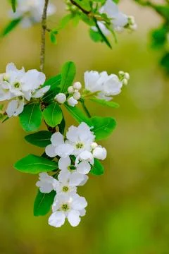 Blossoming Tree in Spring. Spring time in nature Foto stock