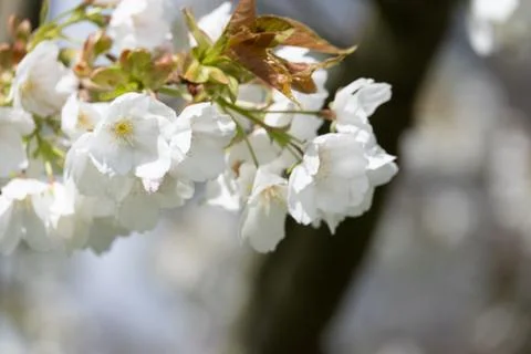 Blossoming Tree in Spring. Spring time in nature Fotos de archivo