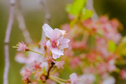 Blossoming Tree in Spring. Spring time in nature Stock-Fotos