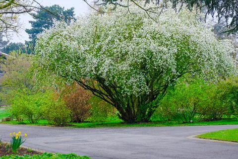 Blossoming Tree in Spring. Spring time in nature Stock Photos