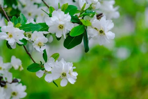 Blossoming Tree in Spring. Spring time in nature Stock-Fotos