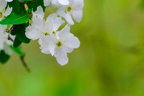 Blossoming Tree in Spring. Spring time in nature Stock Photos