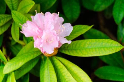 Blossoming Tree in Spring. Spring time in nature Foto stock