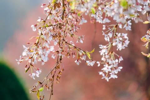 Blossoming Tree in Spring. Spring time in nature Stock Photos