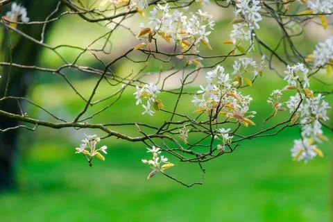 Blossoming Tree in Spring. Spring time in nature Stock Photos