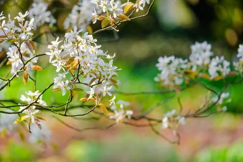 Blossoming Tree in Spring. Spring time in nature Stock Photos