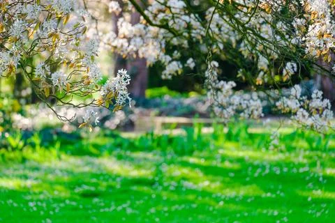 Blossoming Tree in Spring. Spring time in nature Fotos Stock