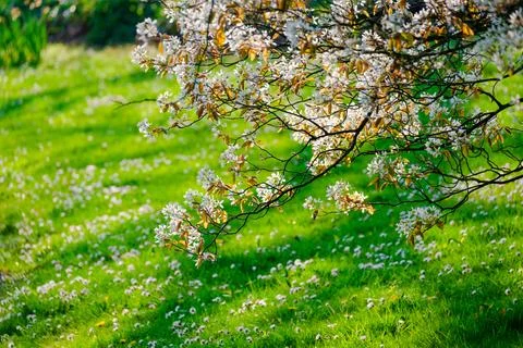 Blossoming Tree in Spring. Spring time in nature Stock Photos