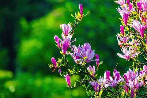 Blossoming Tree in Spring. Spring time in nature Stock Photos