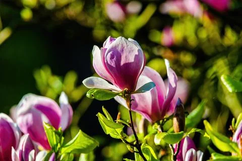 Blossoming Tree in Spring. Spring time in nature Stock-Fotos