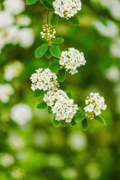 Blossoming Tree in Spring. Spring time in nature Stock Photos