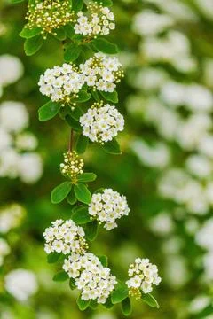 Blossoming Tree in Spring. Spring time in nature Stock Photos