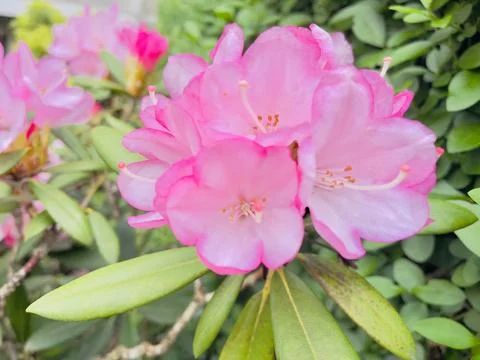 Blossoming Tree in Spring. Spring time in nature Foto stock