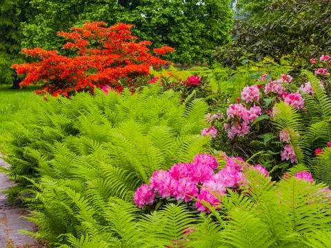 Blossoming Tree in Spring. Spring time in nature 스톡 사진