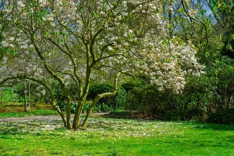 Blossoming Tree in Spring. Spring time in nature Stock-Fotos