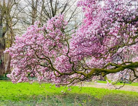 Blossoming Tree in Spring. Spring time in nature Stock Photos