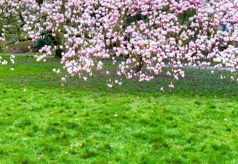 Blossoming Tree in Spring. Spring time in nature Fotos Stock