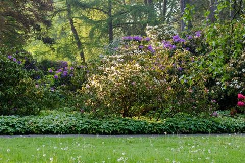 Blossoming Tree in Spring. Spring time in nature Foto stock