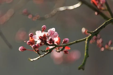 Blossoming Tree in Spring. Spring time in nature Stock Photos
